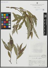 Foto von Salix alba L. x Salix fragilis L.